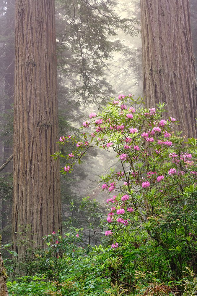 Redwood trees and Pacific Rhododendron in fog-Redwood National Park-California art print by Adam Jones for $57.95 CAD