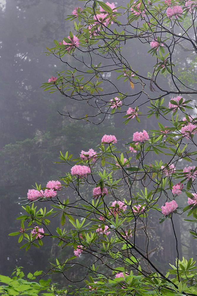 Redwood trees and Pacific Rhododendron in fog-Redwood National Park-California art print by Adam Jones for $57.95 CAD