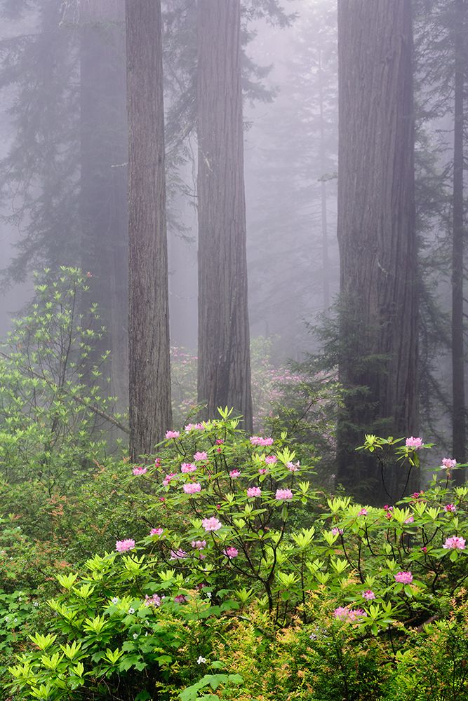 Redwood trees and Pacific Rhododendron in fog-Redwood National Park-California art print by Adam Jones for $57.95 CAD