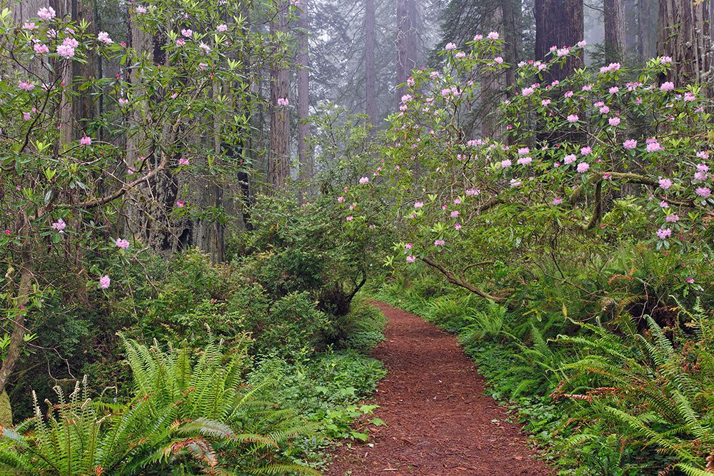 Footpath through Redwood trees and Pacific Rhododendron in fog art print by Adam Jones for $57.95 CAD