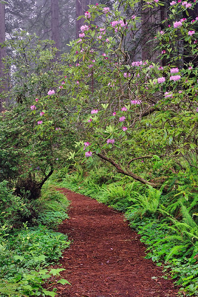 Footpath through Redwood trees and Pacific Rhododendron in fog art print by Adam Jones for $57.95 CAD