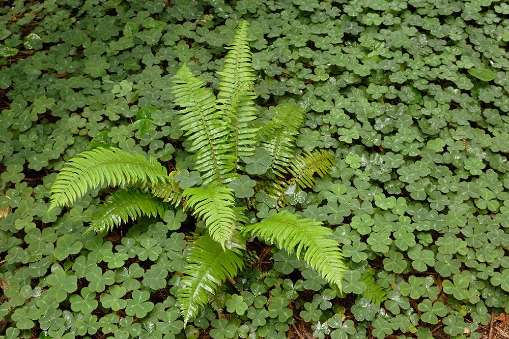 Fern among wood Sorrel Redwood National Park-California art print by Adam Jones for $57.95 CAD