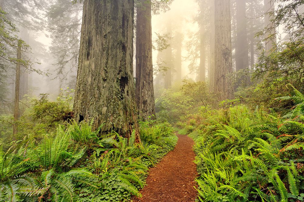Footpath through Redwood trees and Pacific Rhododendron in fog art print by Adam Jones for $57.95 CAD