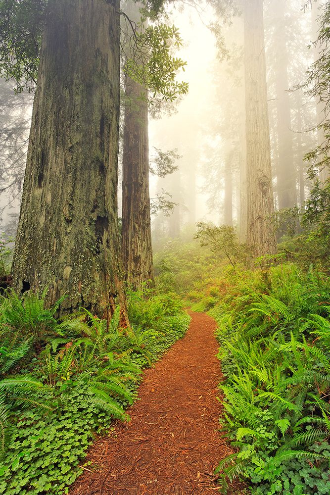 Footpath through Redwood trees and Pacific Rhododendron in fog art print by Adam Jones for $57.95 CAD