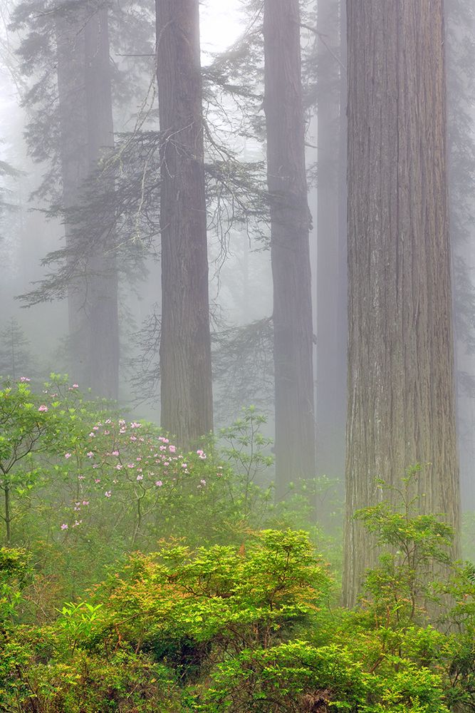 Redwood trees and Pacific Rhododendron in fog-Redwood National Park-California art print by Adam Jones for $57.95 CAD