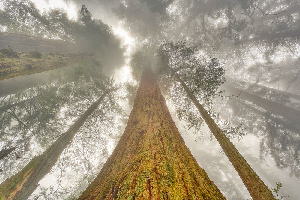 Fisheye view skyward of Redwood trees in fog Redwood National Park-California art print by Adam Jones for $57.95 CAD