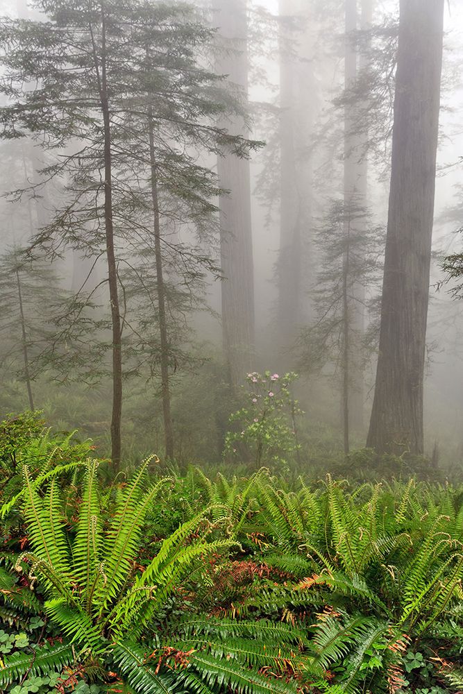 Redwood trees and ferns in fog Redwood National Park-California art print by Adam Jones for $57.95 CAD