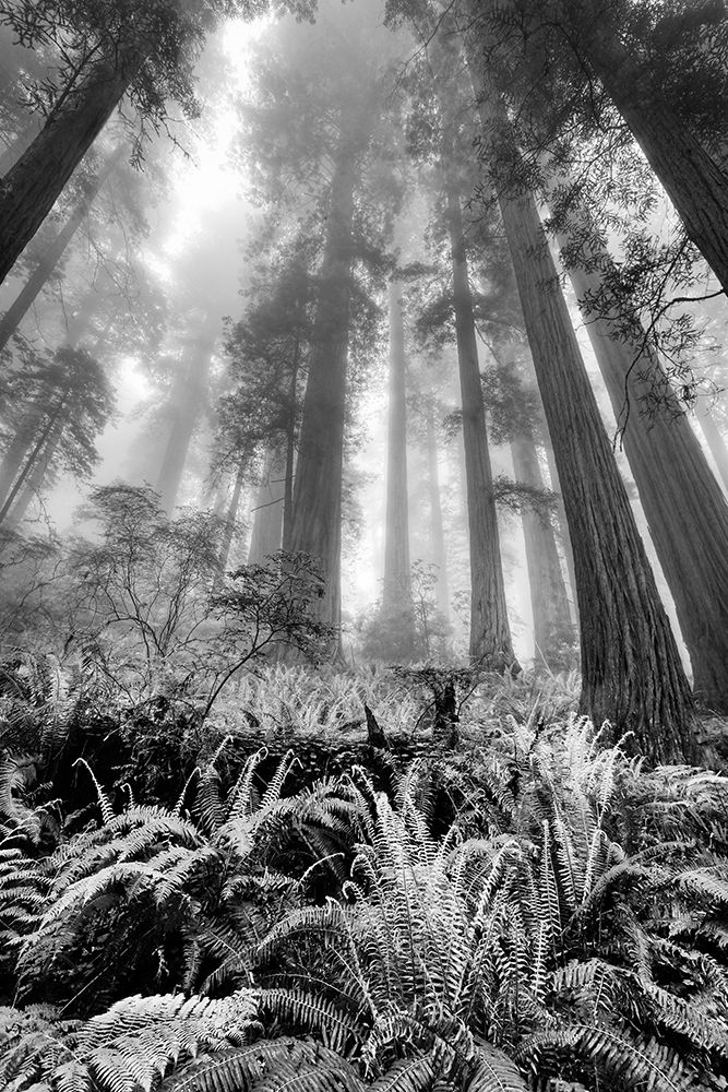 Fisheye view skyward of Redwood trees in fog Redwood National Park-California art print by Adam Jones for $57.95 CAD