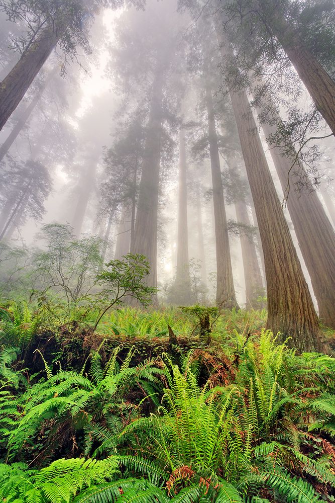 Fisheye view skyward of Redwood trees in fog Redwood National Park-California art print by Adam Jones for $57.95 CAD