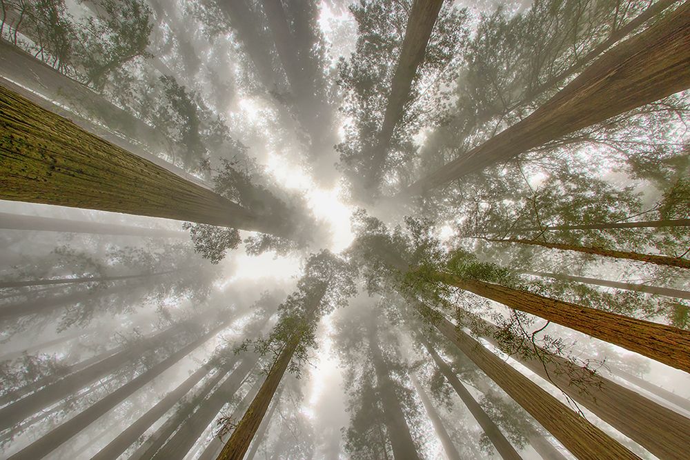 Fisheye view skyward of Redwood trees in fog Redwood National Park-California art print by Adam Jones for $57.95 CAD