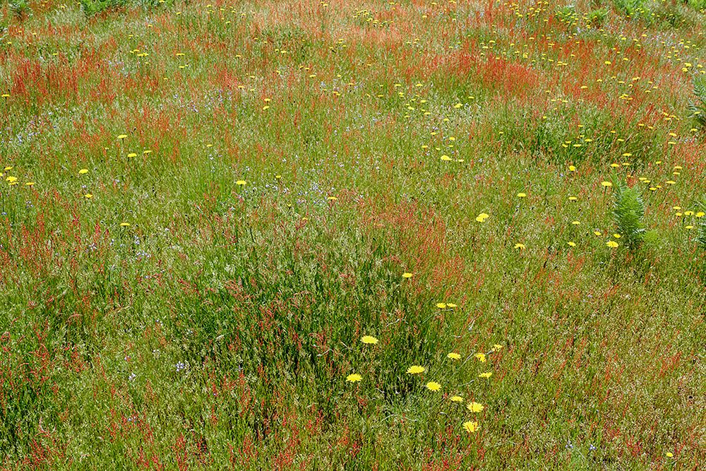 Mixture of flowers and grasses-Dolason Prairie-Redwood National Park-California art print by Adam Jones for $57.95 CAD
