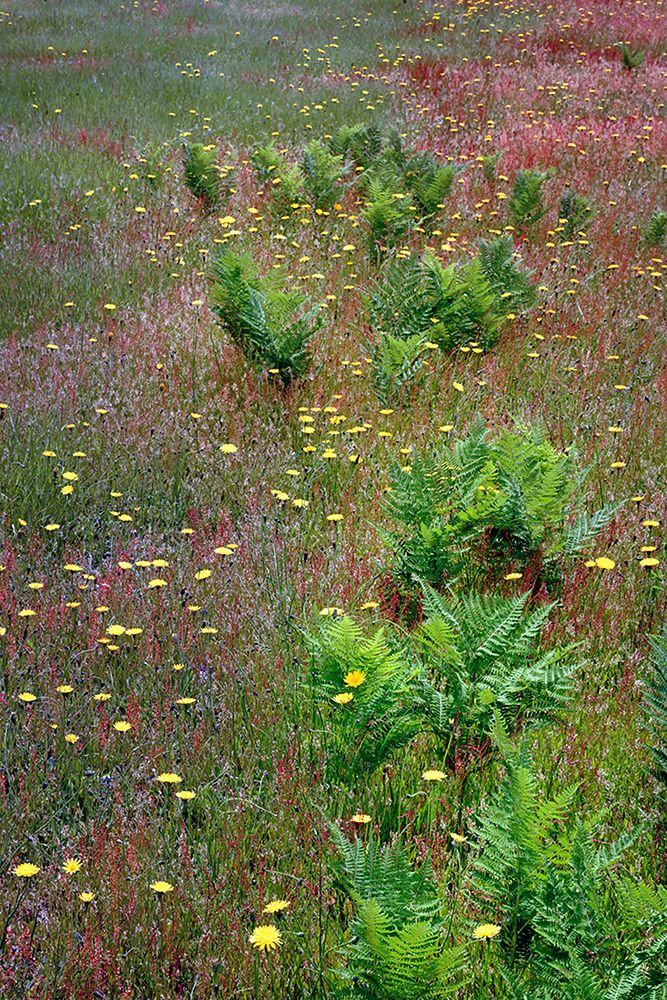 Mixture of flowers-ferns and grasses-Dolason Prairie-Redwood National Park-California art print by Adam Jones for $57.95 CAD