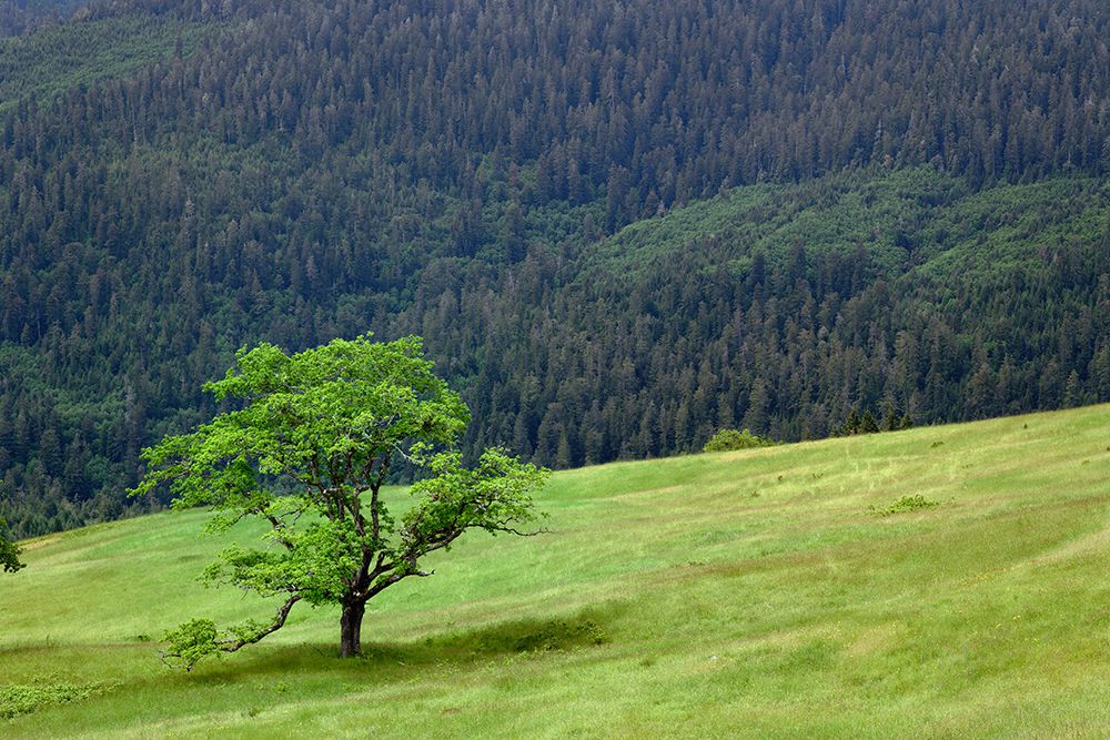 Grasses and trees-Dolason Prairie just off Bald Hills Road-California art print by Adam Jones for $57.95 CAD