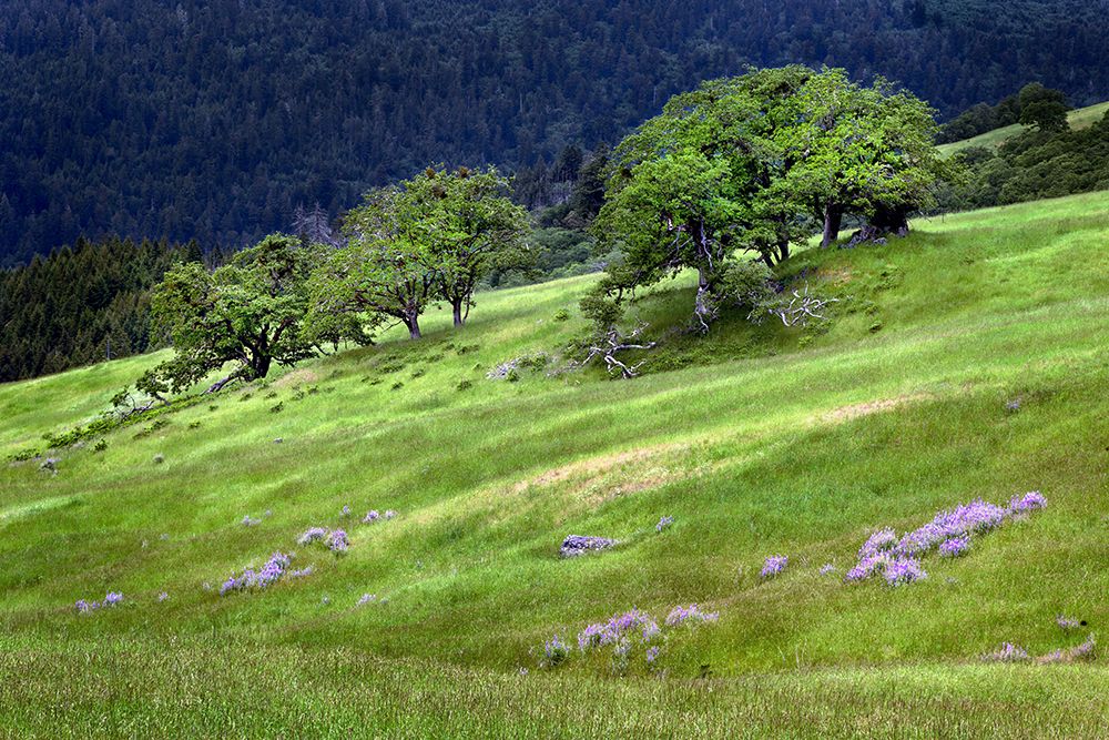 Grasses and trees-Dolason Prairie just off Bald Hills Road-California art print by Adam Jones for $57.95 CAD