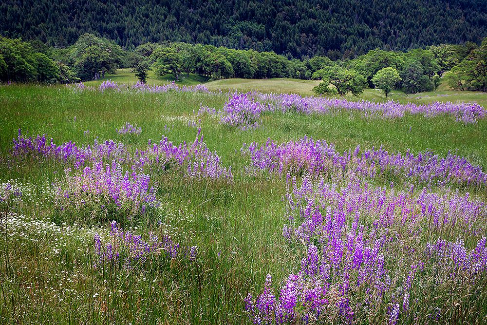 Lupine flowers on hillside-Dolason Prairie-California art print by Adam Jones for $57.95 CAD