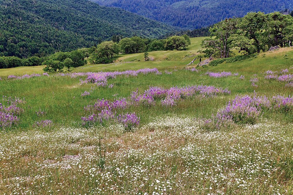 Lupine flowers on hillside-Dolason Prairie-California art print by Adam Jones for $57.95 CAD