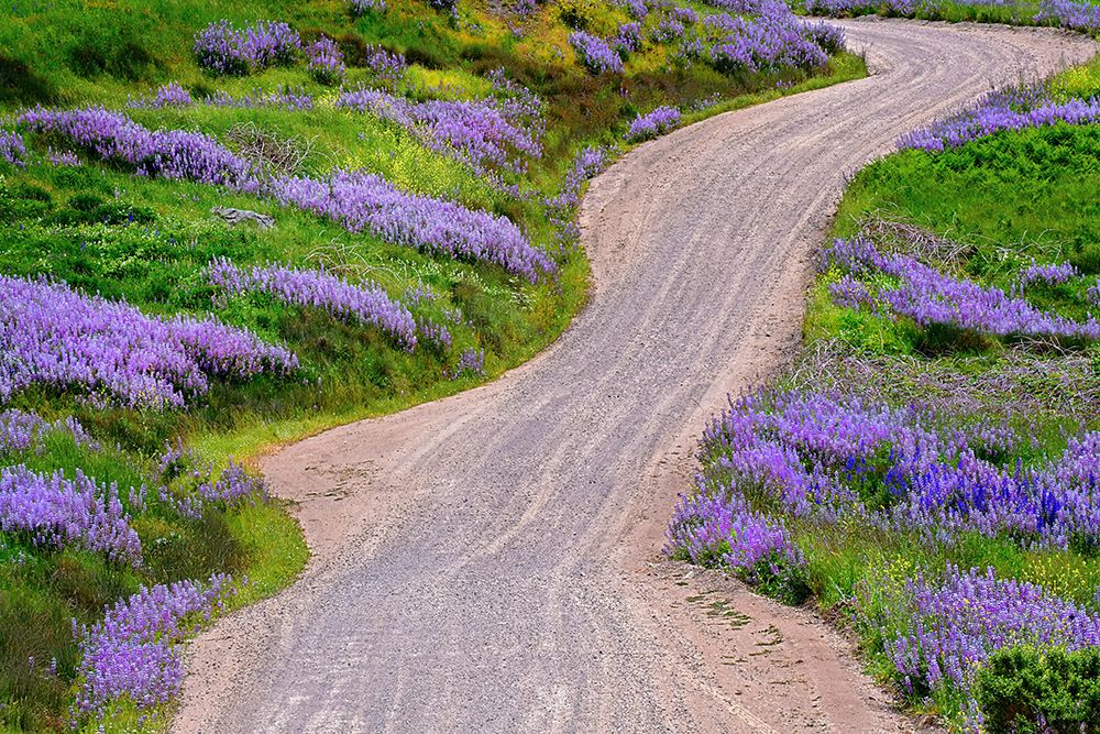 Bald Hills Road through lupine flowers-California art print by Adam Jones for $57.95 CAD