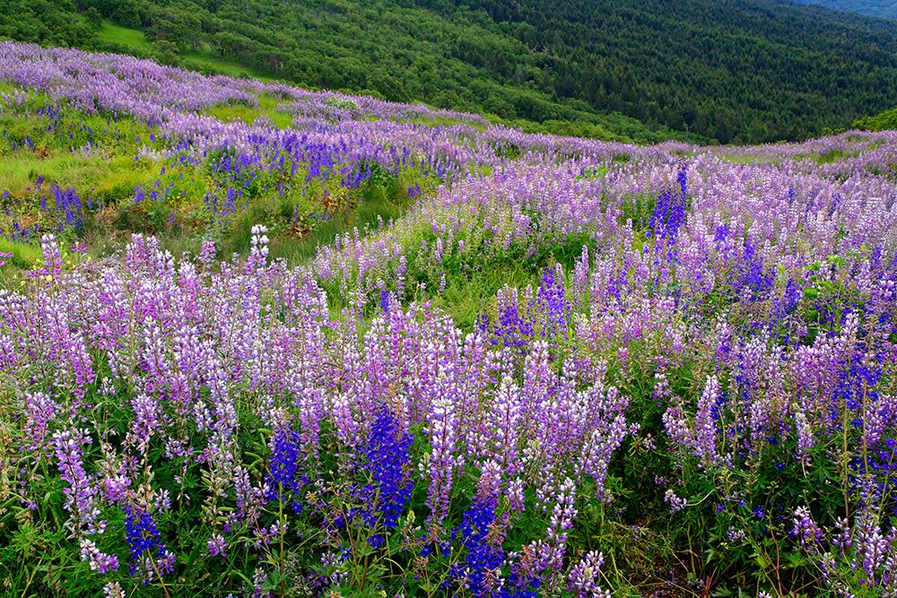 Lupine flowers on hillside-Dolason Prairie-California art print by Adam Jones for $57.95 CAD