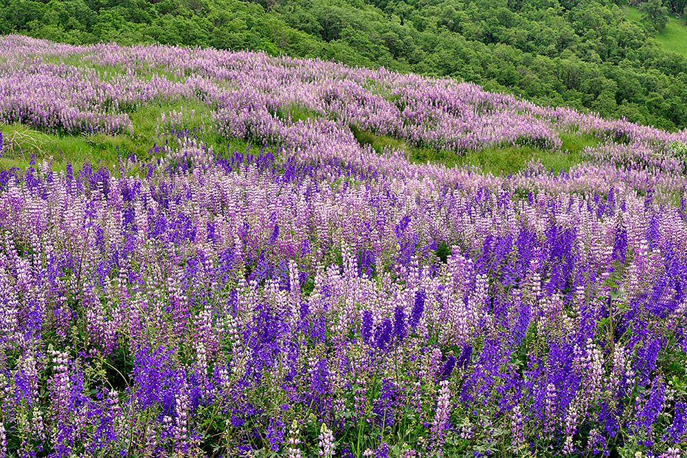 Lupine flowers on hillside-Dolason Prairie-California art print by Adam Jones for $57.95 CAD