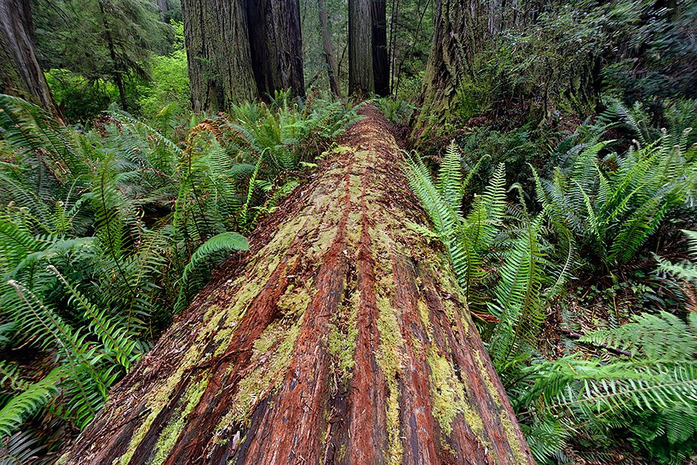Fallen Redwood tree and ferns Redwood National Park-California art print by Adam Jones for $57.95 CAD