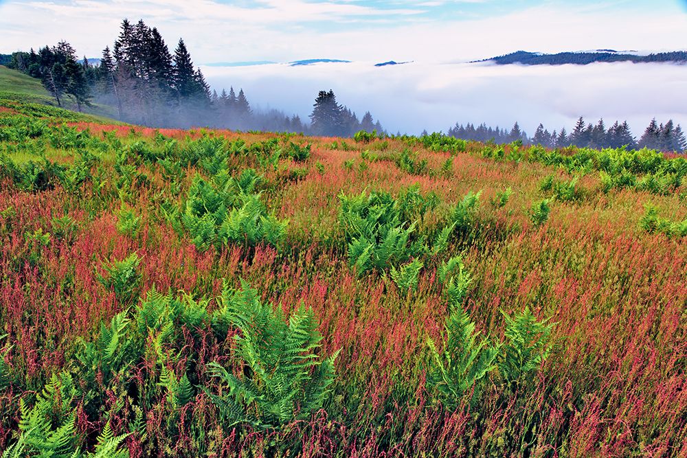 Foggy view of grasses and ferns-Dolason Prairie art print by Adam Jones for $57.95 CAD