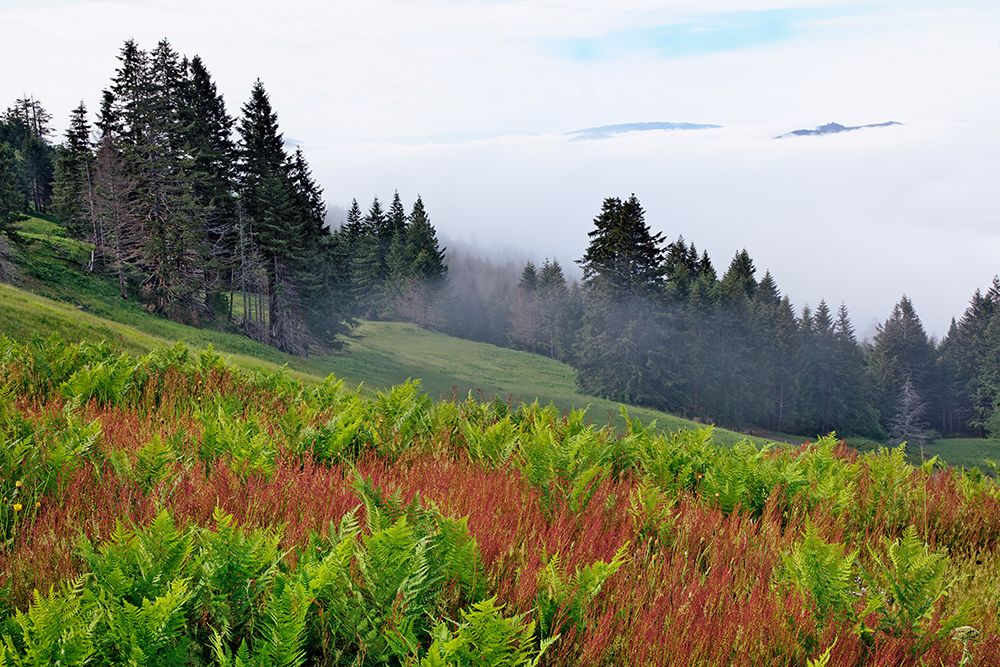 Foggy view of grasses and ferns-Dolason Prairie art print by Adam Jones for $57.95 CAD
