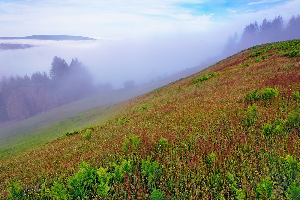 Foggy view of grasses Dolason Prairie art print by Adam Jones for $57.95 CAD