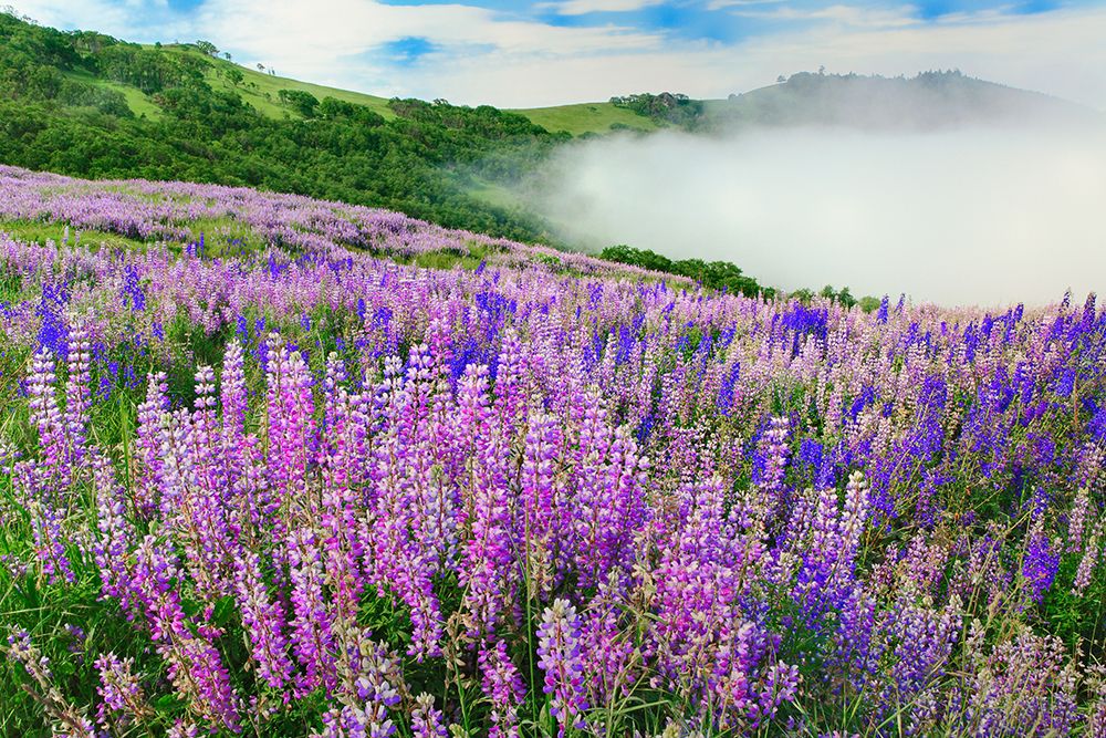 Lupine flowers-Bald Hills Road-California art print by Adam Jones for $57.95 CAD