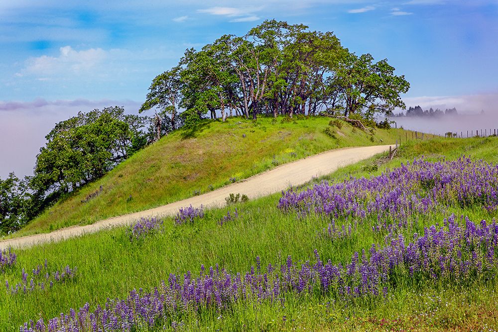 Lupine flowers-Bald Hills Road-California art print by Adam Jones for $57.95 CAD