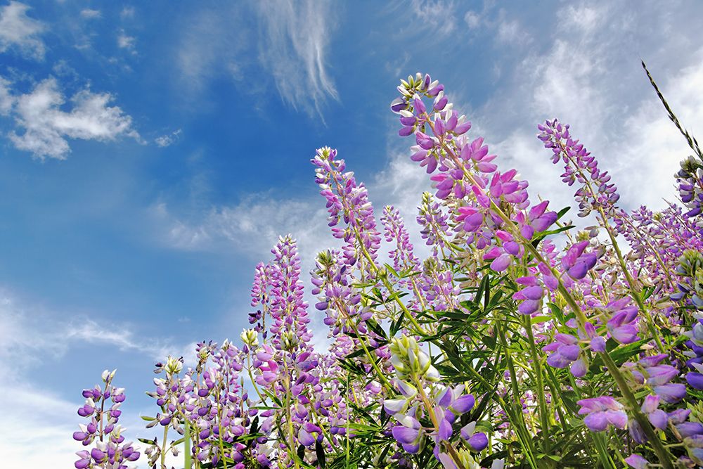 Low angle view of Lupine flowers-Bald Hills Road-California art print by Adam Jones for $57.95 CAD