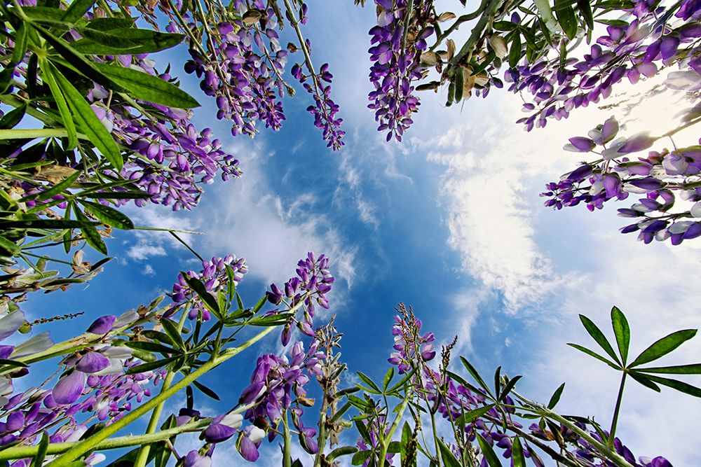 Lupine flowers-Bald Hills Road-California art print by Adam Jones for $57.95 CAD