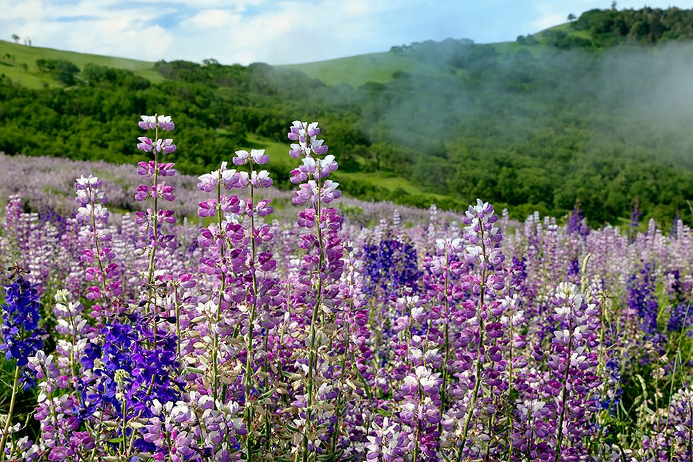 Lupine flowers-Bald Hills Road-California art print by Adam Jones for $57.95 CAD