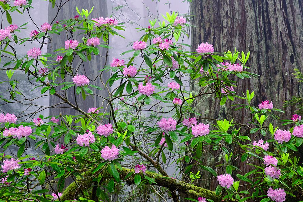 Pacific Rhododendron in foggy redwood forest-Redwood National Park art print by Adam Jones for $57.95 CAD