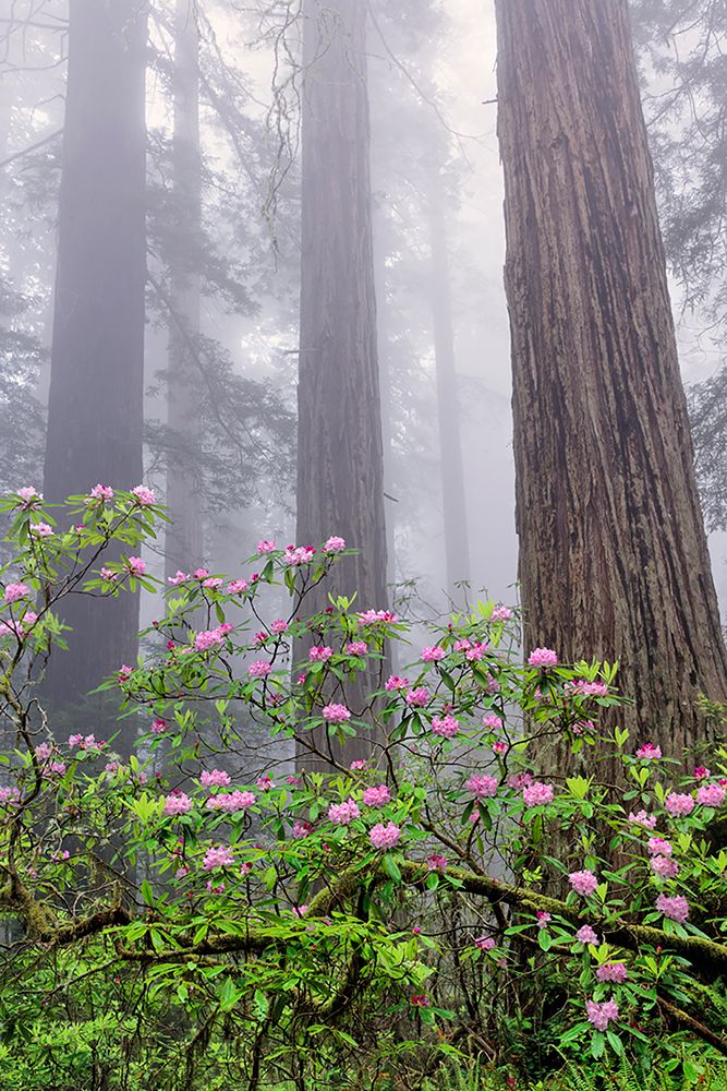 Pacific Rhododendron in foggy redwood forest-Redwood National Park art print by Adam Jones for $57.95 CAD