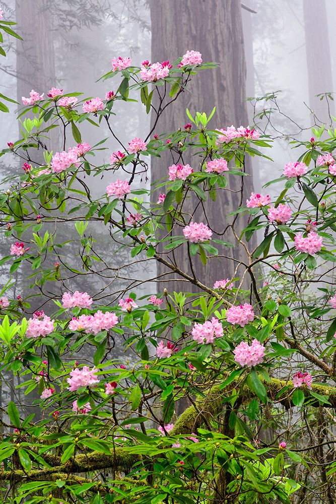 Pacific Rhododendron in foggy redwood forest-Redwood National Park art print by Adam Jones for $57.95 CAD