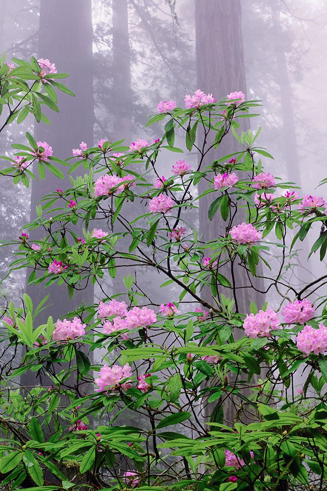 Pacific Rhododendron in foggy redwood forest-Redwood National Park art print by Adam Jones for $57.95 CAD