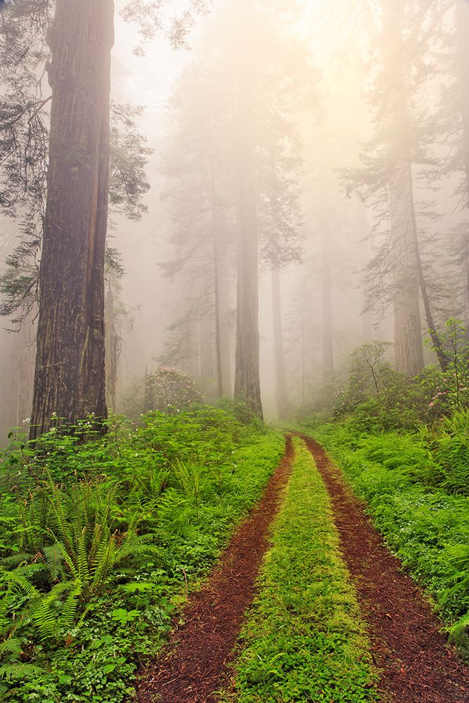 Old roadway through foggy redwood forest-Redwood National Park-California art print by Adam Jones for $57.95 CAD