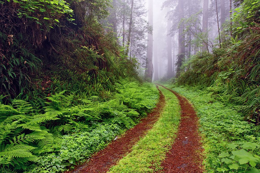 Old roadway through foggy redwood forest-Redwood National Park-California art print by Adam Jones for $57.95 CAD