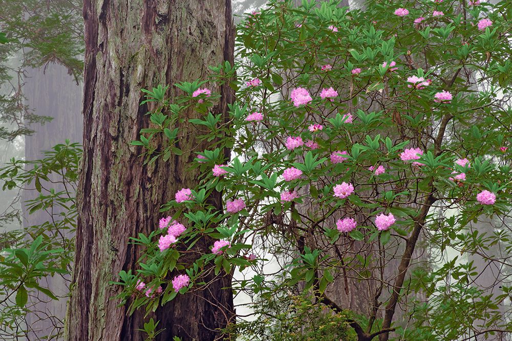 Pacific Rhododendron in foggy redwood forest-Redwood National Park art print by Adam Jones for $57.95 CAD