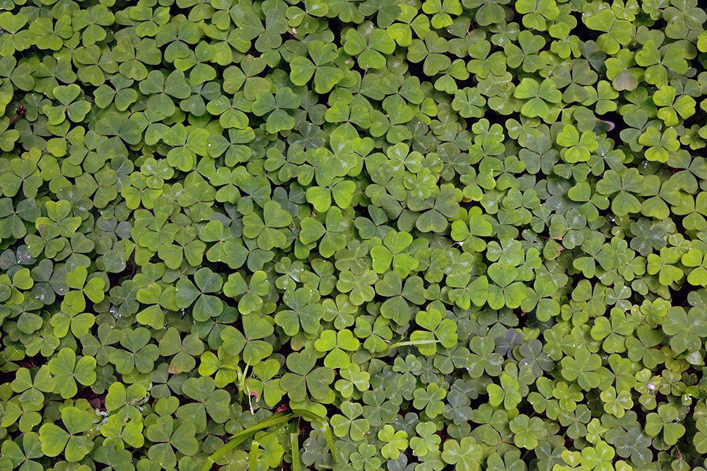 Pattern in wood Sorrel Redwood National Park-California art print by Adam Jones for $57.95 CAD