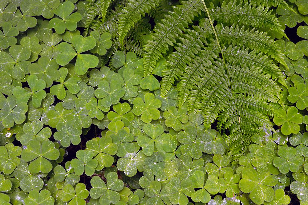 Pattern in wood Sorrel Redwood National Park-California art print by Adam Jones for $57.95 CAD
