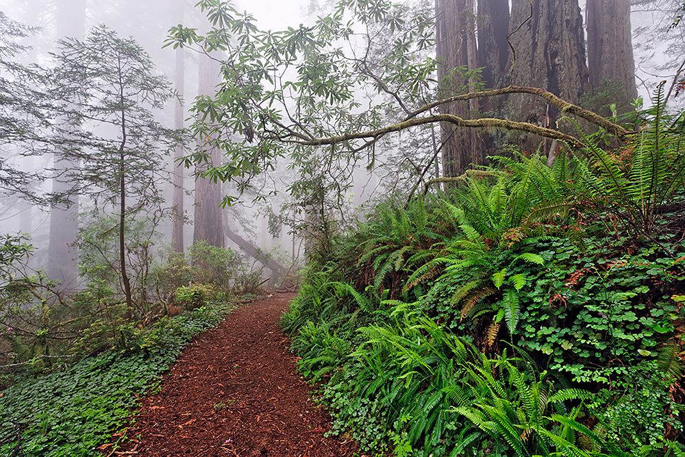 Footpath in foggy redwood forest beneath Pacific Rhododendron-Redwood National Park art print by Adam Jones for $57.95 CAD