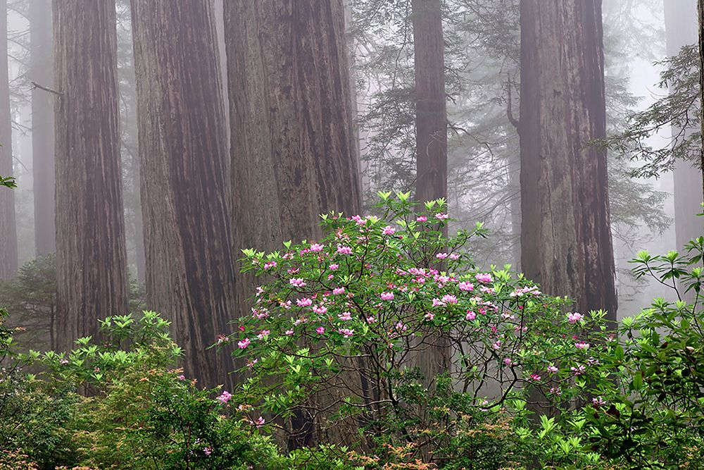 Pacific Rhododendron in foggy redwood forest-Redwood National Park, art print by Adam Jones for $57.95 CAD