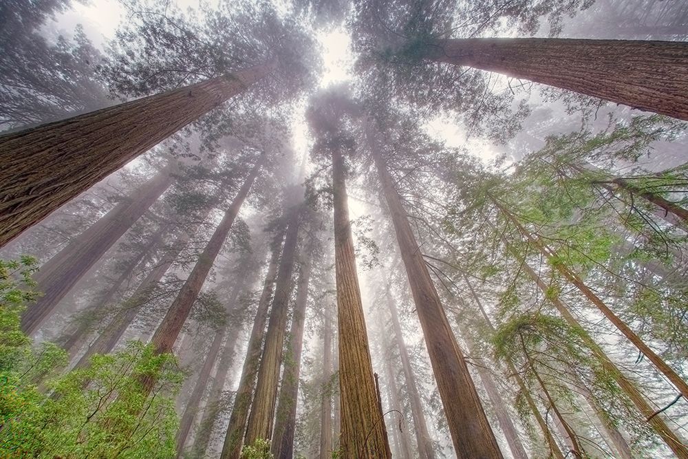 Fisheye view skyward in redwood forest-Redwood National Park-Tree-Redwood art print by Adam Jones for $57.95 CAD