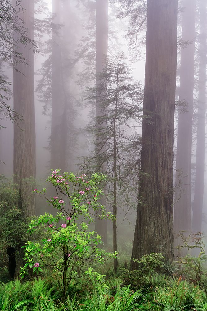 Pacific Rhododendron in foggy redwood forest-Redwood National Park, art print by Adam Jones for $57.95 CAD