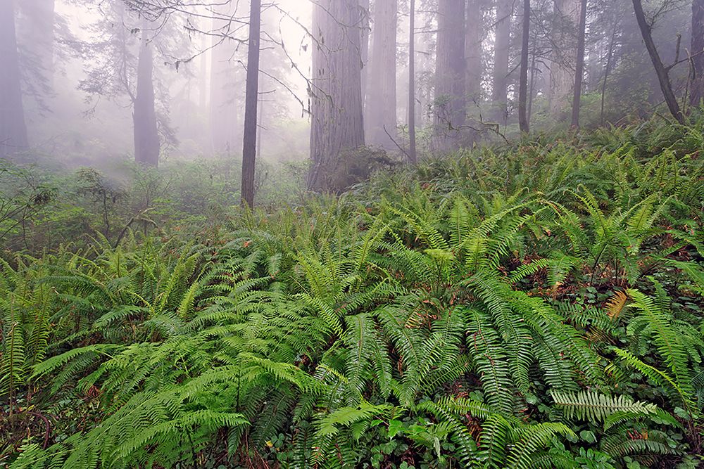 Fisheye view skyward in redwood forest-Redwood National Park-Tree-Redwood art print by Adam Jones for $57.95 CAD