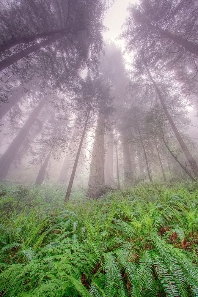 Fisheye view skyward in redwood forest-Redwood National Park-Tree-Redwood art print by Adam Jones for $57.95 CAD