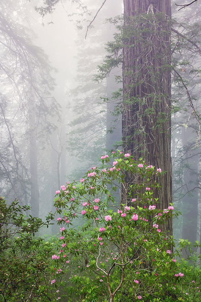 Pacific Rhododendron in foggy redwood forest-Redwood National Park, art print by Adam Jones for $57.95 CAD