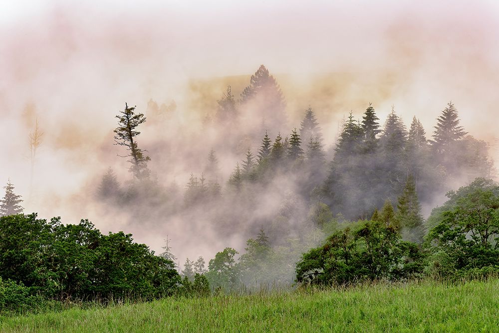 Hillside of evergreen trees among fog-Bald Hills Road-California art print by Adam Jones for $57.95 CAD
