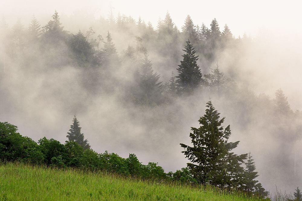 Hillside of evergreen trees among fog-Bald Hills Road-California art print by Adam Jones for $57.95 CAD